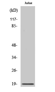 RCL Polyclonal Antibody