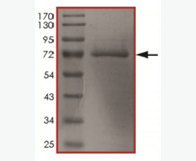 Recombinant Cynomolgus B7-2/CD86