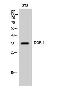 DOR-1 Polyclonal Antibody