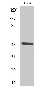 Myt 1 Polyclonal Antibody