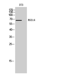 RGS14 Polyclonal Antibody