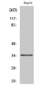 Olfactory receptor 13H1 Polyclonal Antibody