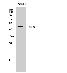 IGSF4C Polyclonal Antibody