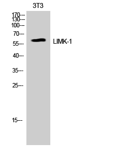 LIMK-1 Polyclonal Antibody