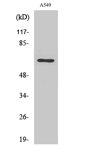 E2F-1 Polyclonal Antibody