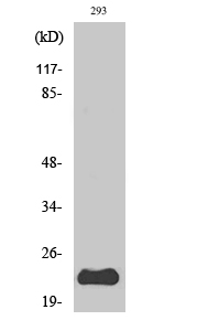 PUMA Polyclonal Antibody