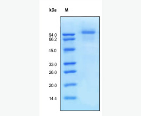 Recombinant Human Mothers Against Decapentaplegic Homolog 2/SMAD2