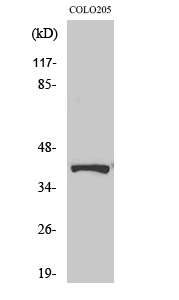 Renin Receptor Polyclonal Antibody