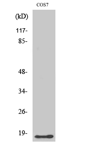 LMO3 Polyclonal Antibody