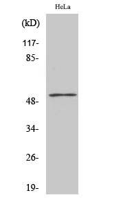 PFK-2 liv/tes Polyclonal Antibody