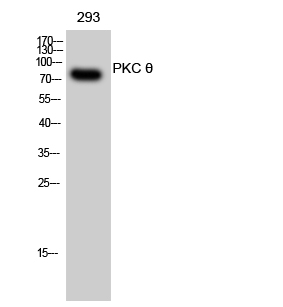 PKC θ Polyclonal Antibody