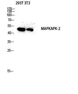 MAPKAPK-2 Polyclonal Antibody