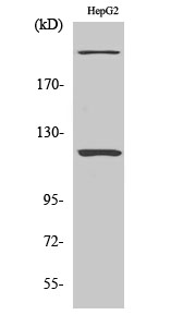 NP220 Polyclonal Antibody