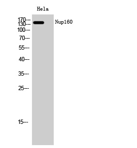 Nup160 Polyclonal Antibody