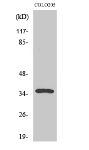 Galectin-4 Polyclonal Antibody