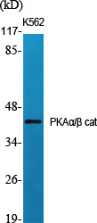 PKAα/β cat Polyclonal Antibody