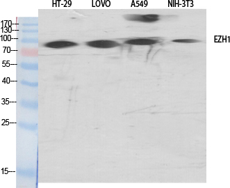 ENX-2 Polyclonal Antibody