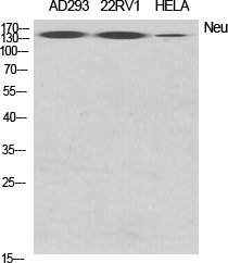 Neu Polyclonal Antibody