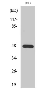 KIR2.1 Polyclonal Antibody