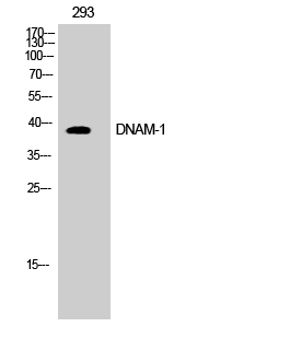 DNAM-1 Polyclonal Antibody