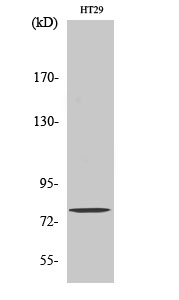 Eps8L1 Polyclonal Antibody