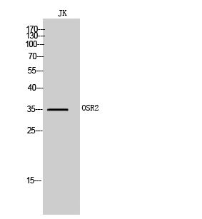 OSR2 Polyclonal Antibody