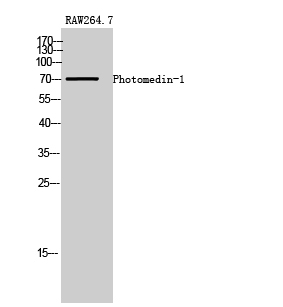 Photomedin-1 Polyclonal Antibody