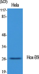 Hox-B9 Polyclonal Antibody