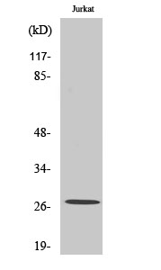 NDUFV2 Polyclonal Antibody