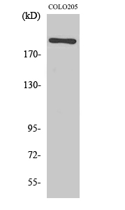 EGFL4 Polyclonal Antibody