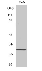 HoxB5 Polyclonal Antibody