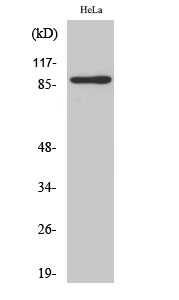 MARK1/2/3/4 Polyclonal Antibody