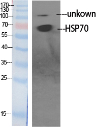 HSP70 Polyclonal Antibody