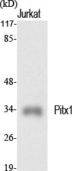 Pitx1 Polyclonal Antibody