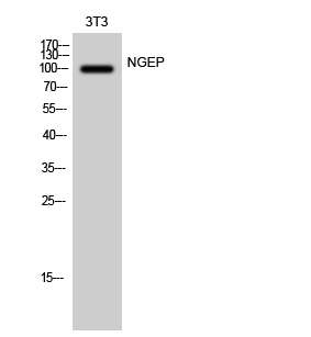 NGEP Polyclonal Antibody