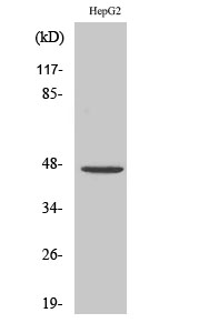 PDK2 Polyclonal Antibody