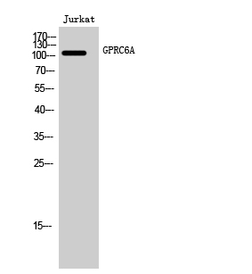 GPRC6A Polyclonal Antibody