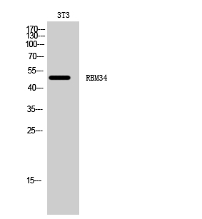 RBM34 Polyclonal Antibody