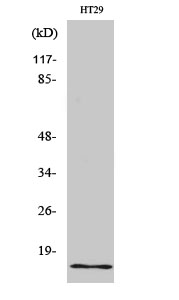 INSL4 Polyclonal Antibody