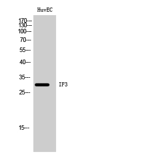 IF3 Polyclonal Antibody