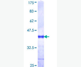 Recombinant Human Fibroblast Growth Factor 19/FGF-19