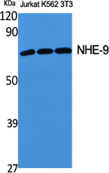 NHE-9 Polyclonal Antibody