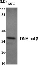 DNA pol β Polyclonal Antibody
