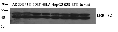 ERK 1/2 Polyclonal Antibody