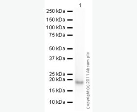 Recombinant Mouse Interleukin-16/IL-16