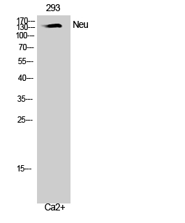 Neu Polyclonal Antibody