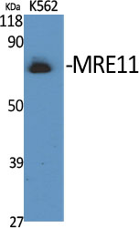 MRE11 Polyclonal Antibody