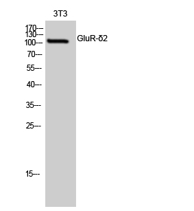 GluR-δ2 Polyclonal Antibody