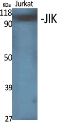 JIK Polyclonal Antibody