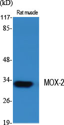 MOX-2 Polyclonal Antibody